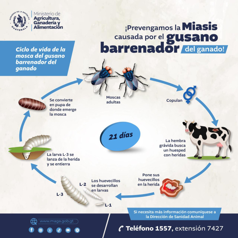 ¿Qué es el gusano barrenador?