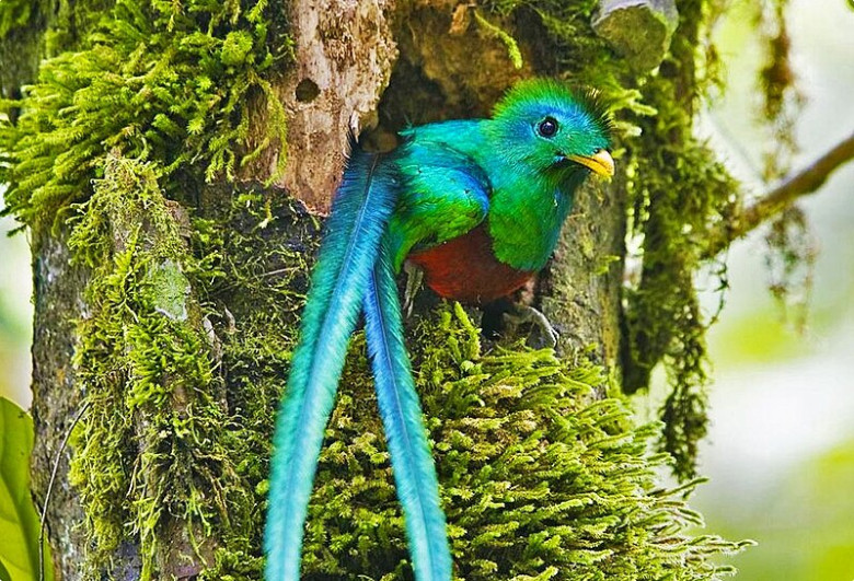 4. Vive una experiencia ecoturística en Biotopo del Quetzal