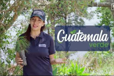 Campaña GUATEMALA VERDE