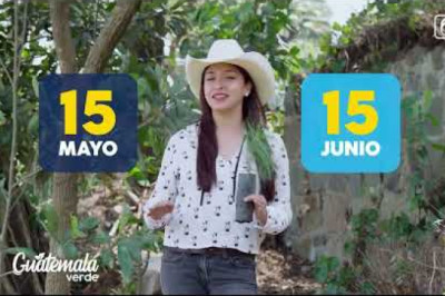 ¿Quieres ser parte de la campaña reforestación de Guatemala?