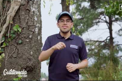 Juntos podemos reforestar Guatemala