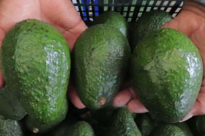 Guatemala podría lograr convenio para exportar aguacate Hass a Estados Unidos