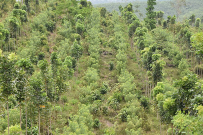 Proyecto forestal de Q 73 millones podría perderse