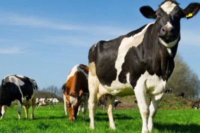 Estado de emergencia de sanidad animal en todo el territorio nacional