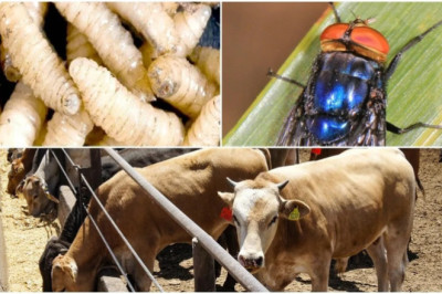 Autoridades han confirmado el primer caso de gusano barrenador en el país