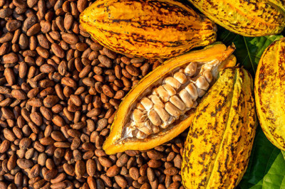 🍫 ¿El chocolate es lo mismo que el cacao?