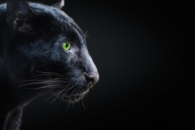 Después de 10 días perdido, aparece el jaguar melánico de San Juan Sacatepéquez