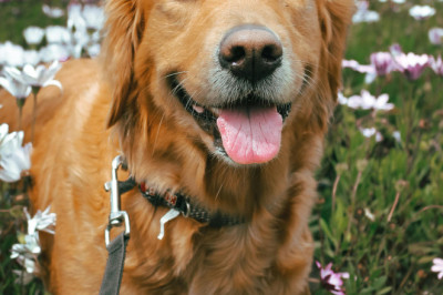 Enero de cuidado: pipeta antipulgas gratis para tu peludito