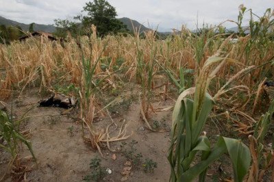 Sequía golpea la agricultura: más de 236 mil familias reportan pérdidas en Guatemala